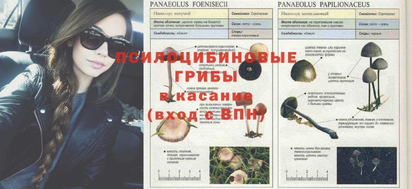 PSILOCYBIN Слюдянка