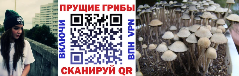Псилоцибиновые грибы Cubensis Туймазы